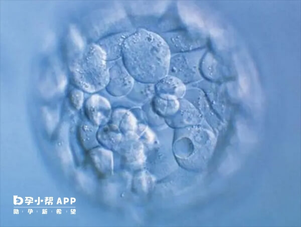 胚胎移植失败后可能会被吞噬