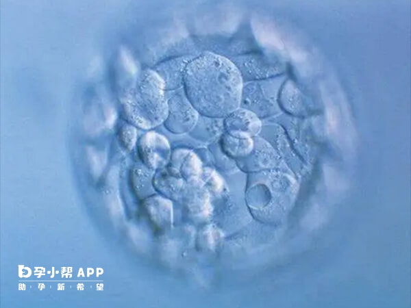 内细胞团会发育成胎儿