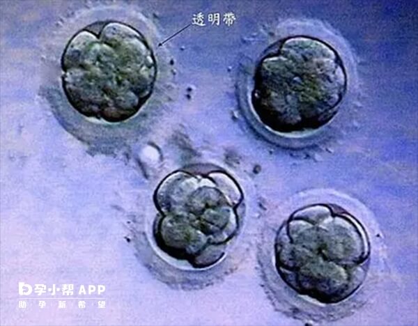胚胎辅助孵化有可能降低胚胎活性