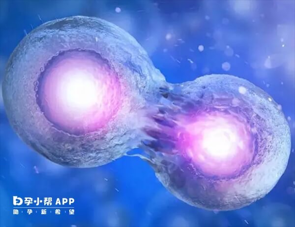 囊胚细胞会分化到120到150个