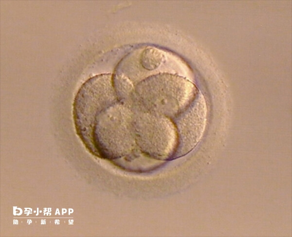 囊胚有可能会有丝分裂