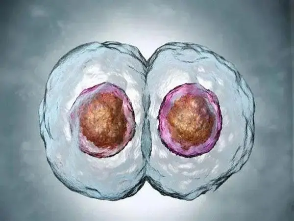 移植后腹水严重基本是双胞胎是真的吗？附双胎的几率说明