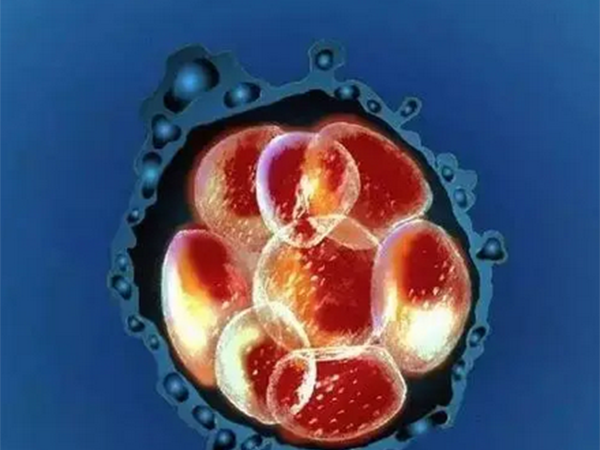 囊胚培育长的慢怎么办？不同原因解决方法不一样
