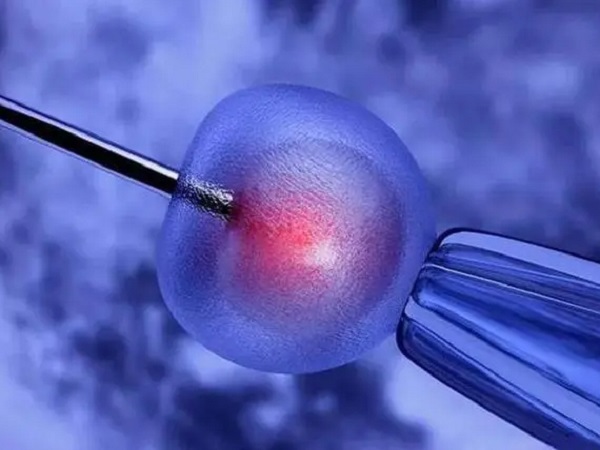 冻胚为什么不能移植两个囊胚？成功率高、危害大是主因