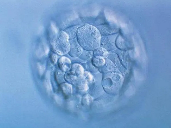 冻胚移植后老是放屁拉肚子是母体排斥胚胎吗？
