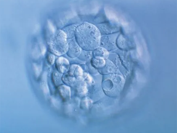 移植囊胚后雌二醇下降说明什么？原因与黄体、胚胎等有关