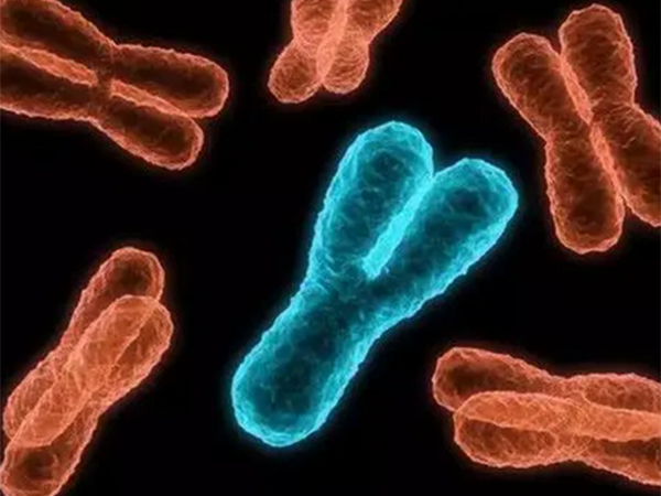 y染色体c区微缺失是先天遗传还是后天影响的几率大？