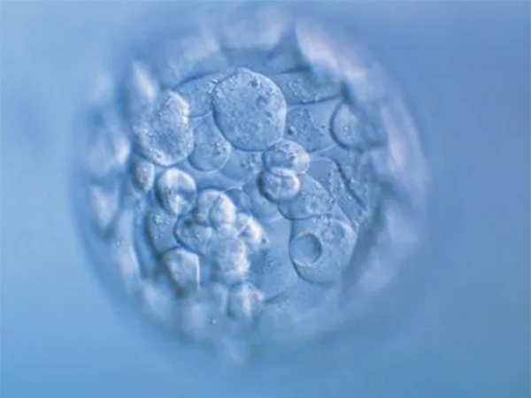 移植囊胚后马上解小便好吗？会不会把胚胎排出来？