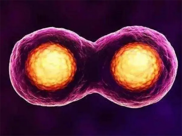 试管婴儿移植双胞胎多久能确定2个胚胎都着床成功？
