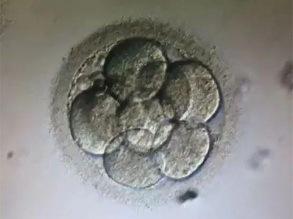 怎么看第五天胚胎的后期发育潜力好不好？