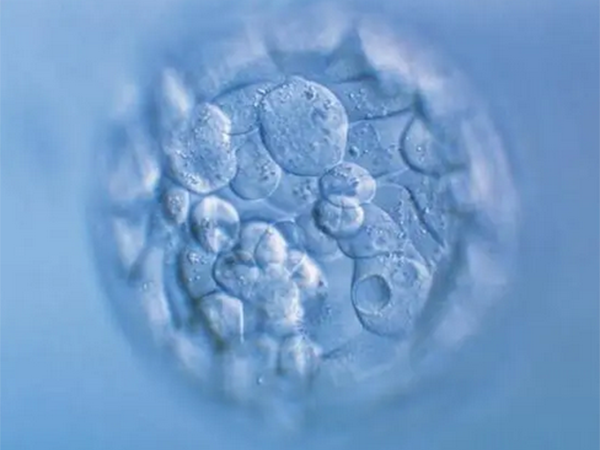 为什么五天的囊胚质量比六天的好？有什么区别？