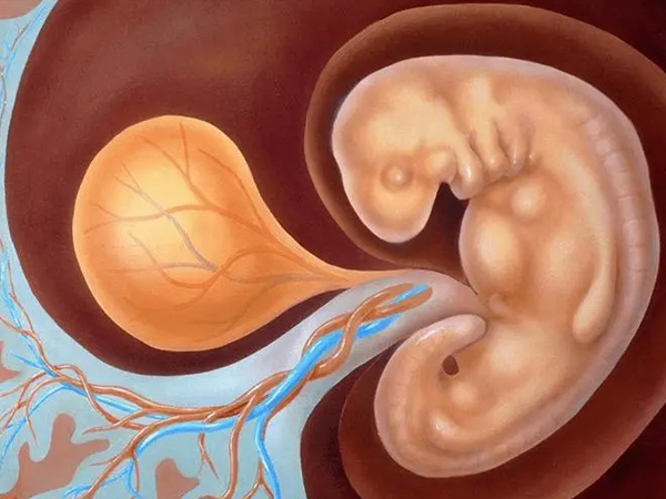 胚胎着床部位就必须是一开始固定了的胎盘位置吗？