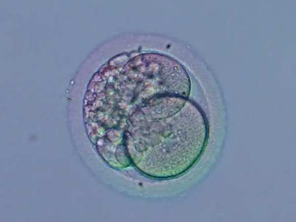 试管第三天的胚胎质量不好等级c还可以移植成功吗？