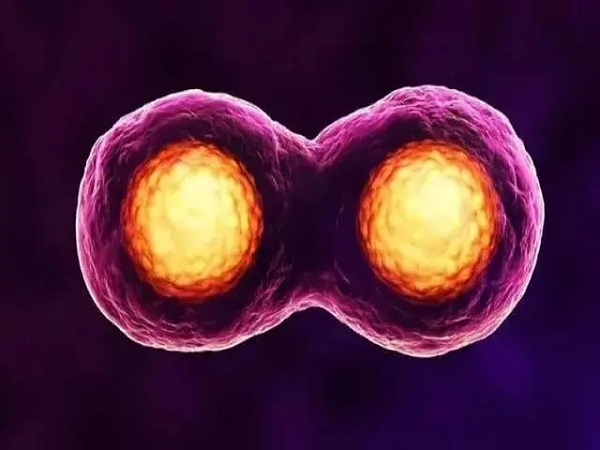 三代试管为什么植入一个囊胚会有同卵双胎的可能？