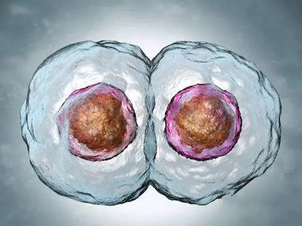 试管婴儿移植一个囊胚会分裂成单绒单羊双胎吗？