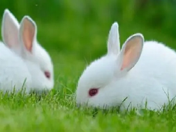 已婚女人梦见一窝白兔子是预示好孕的胎梦吗？
