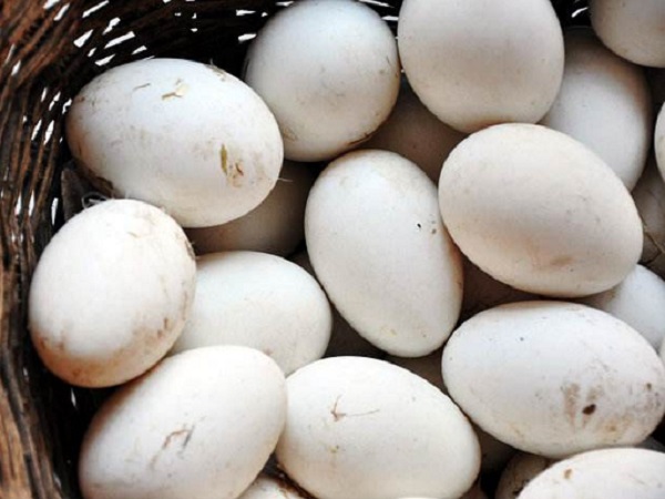 移植后每天吃一个鹅蛋的好处是有助于胚胎着床吗？