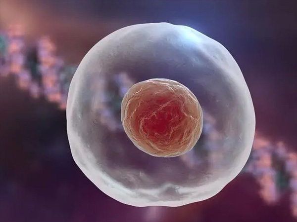 能形成优质囊胚的胚胎会有染色体缺失问题吗？
