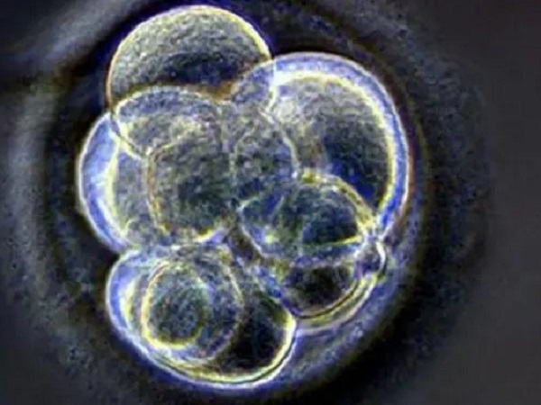 胚胎碎片率高吃什么药改善效果最好？