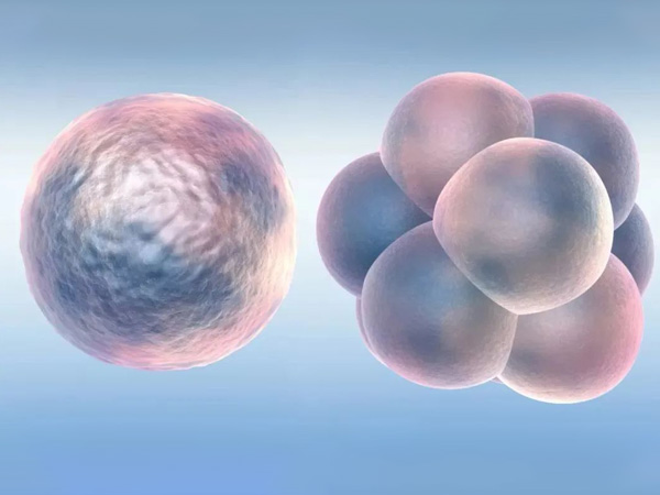 胚胎少只有一个医生一般不叫养囊吗？