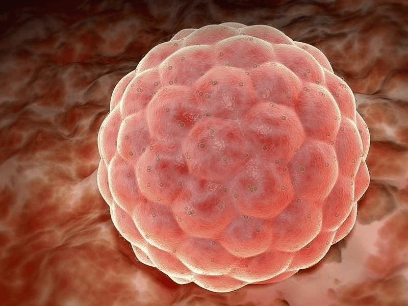 胚胎解冻后能升级成更优质的胚胎吗？