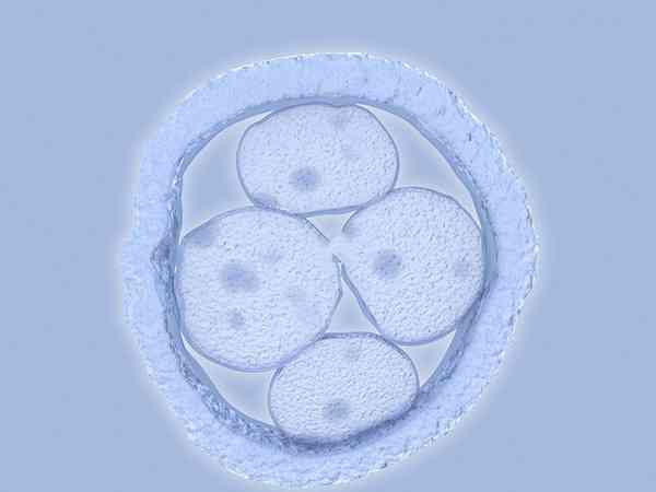 第三代试管婴儿取卵后多少天能配成囊胚？
