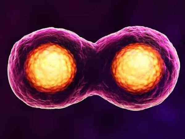 10个培养到第三天的优质胚胎养囊能成功养成几个囊胚？