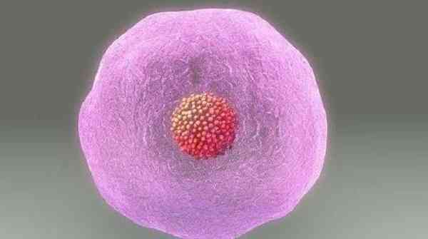 自然周期取卵对卵巢伤害小卵子质量会更好吗？