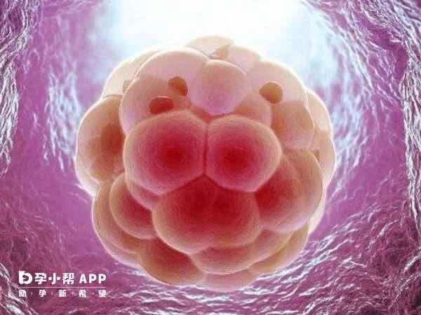 11细胞的冷冻胚胎是几级胚胎？是优胚吗？