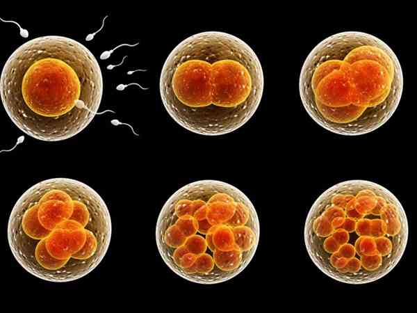 三天的二级胚胎养囊的成功率有多高？