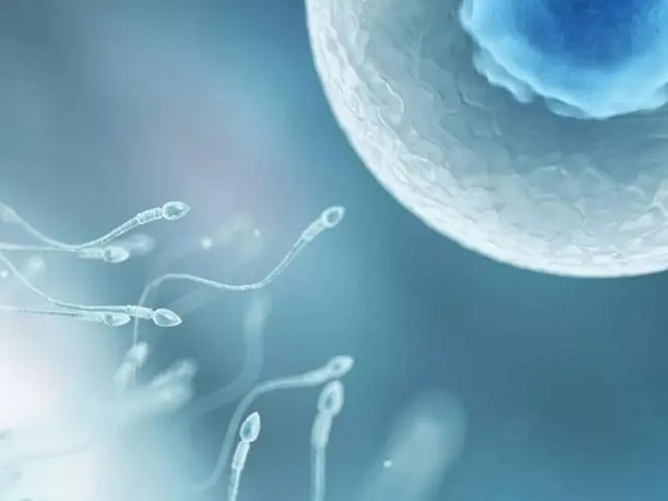 一代试管婴儿体外受精一个卵子对几个精子进行配对？