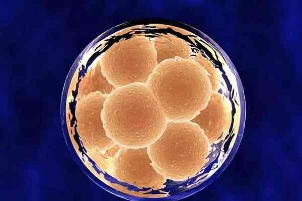 胚胎7c和8c哪个质量更好更适合养囊？