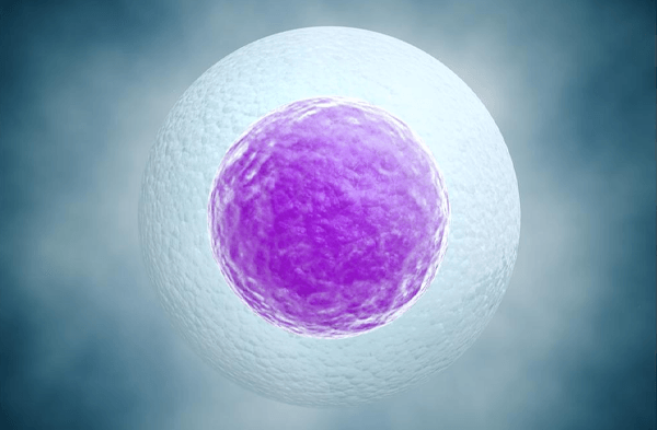 试管婴儿中自然周期方案取卵的缺点是卵子数量少吗？