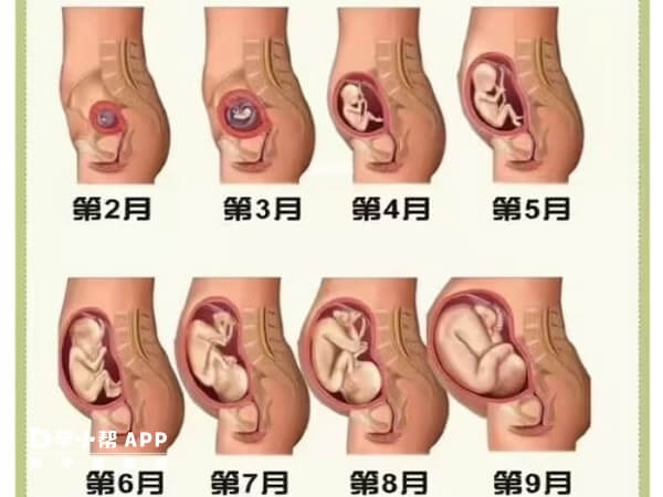 胎儿1-40周腹围标准参考表是怎么样的？