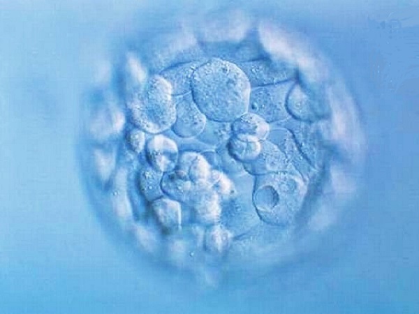胚胎碎片率高和精子碎片率有关还是卵子的问题？