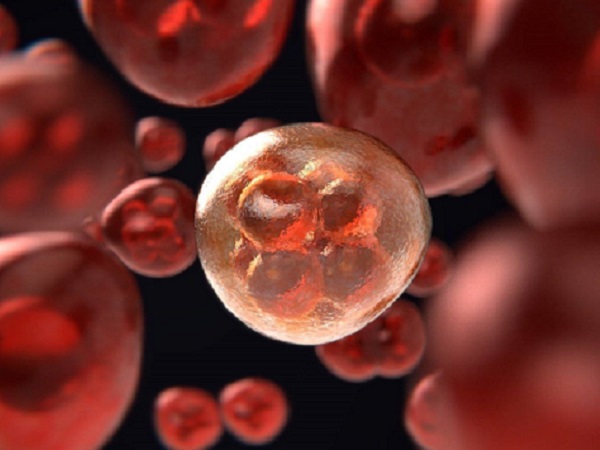取卵后血常规不正常白细胞和中性粒细胞高能移植鲜胚吗？