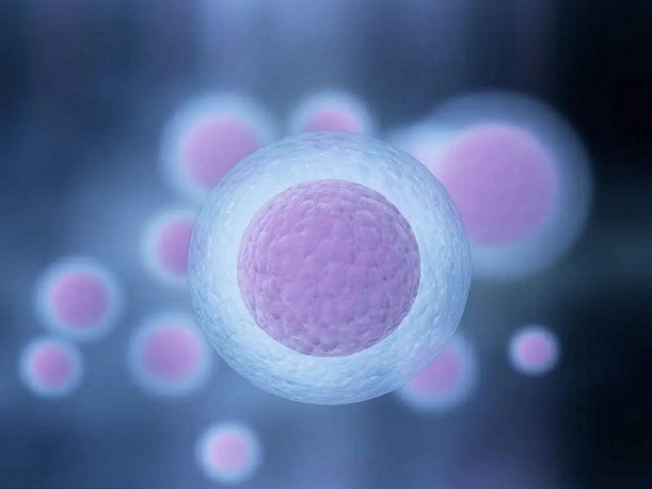 卵泡壁薄是预示卵泡发育成熟即将要排卵了吗？