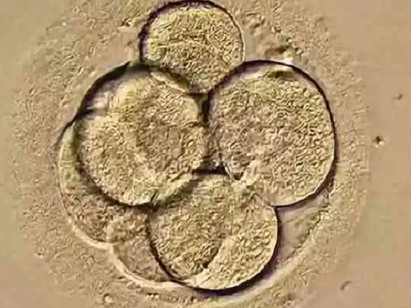 囊胚等级是表示胚胎的质量与发育潜能吗？