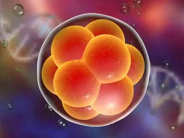 三天的胚胎细胞数量越多代表等级越高质量越好吗？