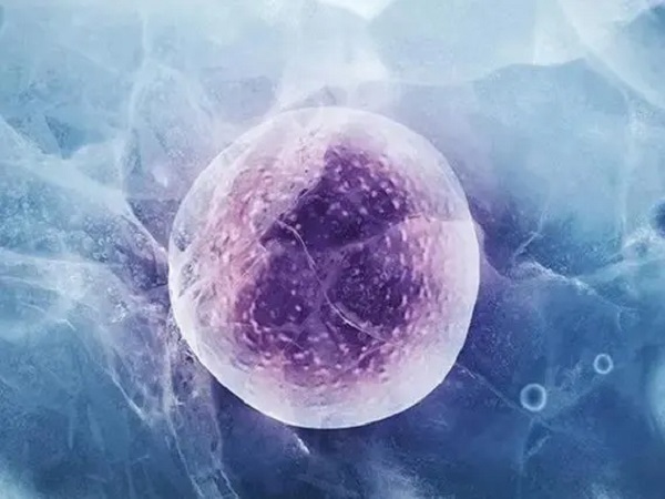 冻胚移植后会分裂成两个胚胎吗？分化成双胎的几率有多少？