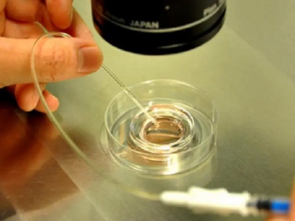 5天囊胚在胚胎实验室经过三代筛查后可以分辨男女吗？