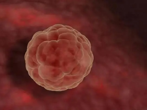 囊胚筛查结果显示胚胎植入潜能低还要不要移植？