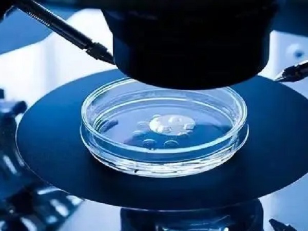 卵泡滑面内质网还能用来体外受精吗？