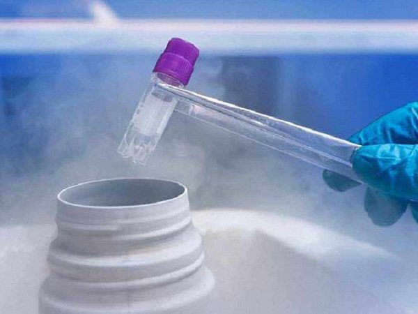 5天的融合状态胚胎可以冷冻保存吗？