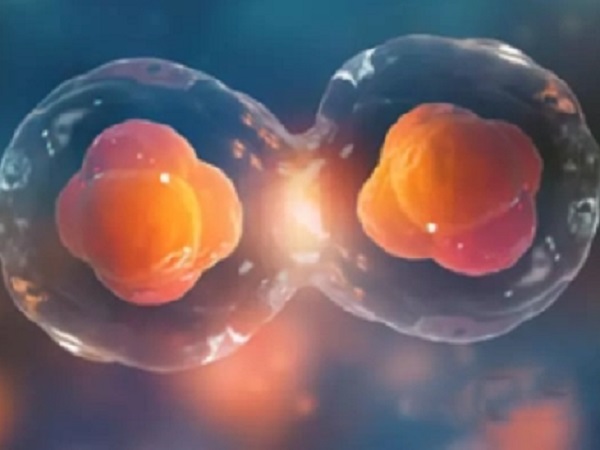 两个胚胎移植成功后生化一个另一个会有影响吗？