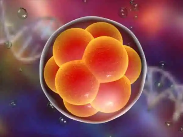 胚胎第二天和第三天发育程度是一样的吗？