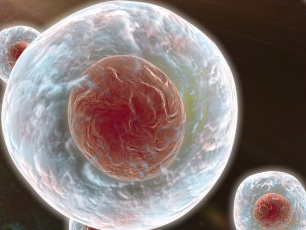 养囊成功了拿去做胚胎染色体活检要多久才出结果？