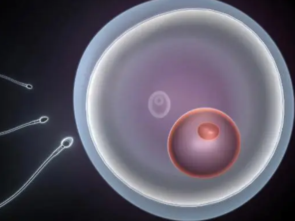 试管婴儿用微刺激方案连续促排2个月后能移植鲜胚吗？
