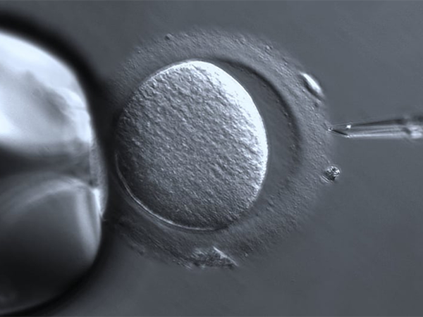pgs检测技术取样过程会对囊胚造成伤害吗？