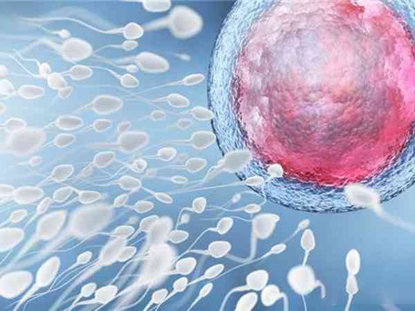 12个成熟卵泡培养三天能配成几个胚胎？